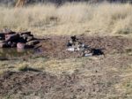 Wild Dogs In Namibia Stock Photo