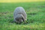 Rabbit Stock Photo