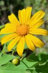 Mexican Sunflower Weed, Flowers Are Bright Yellow Stock Photo