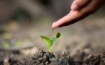 Asian Hand Watering A Tree.take Care Stock Photo