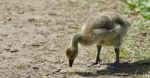 Isolated Image Of A Chick Of Canada Geese Stock Photo