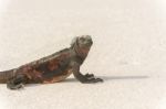 Marine Iguana On Galapagos Islands Stock Photo