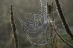 Spider's Web Stock Photo