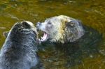 Grizzly Bears Fighting Stock Photo