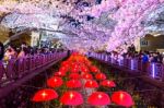 Jinhae,korea - April 2 : Jinhae Gunhangje Festival Is The Largest Cherry Blossom Festival In Korea.tourists Taking Photos Of The Beautiful Scenery Around Jinhae,korea On April 2,2016 Stock Photo