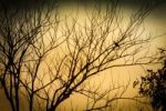 Silhouette Of A Tree In An Autumn Sunset Stock Photo