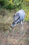 Mule Deer (odocoileus Hemionus) Stock Photo