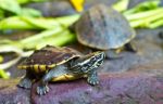 Long-neck Turtles Stock Photo