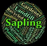 Sapling Word Means Tree Trunk And Cultivate Stock Photo
