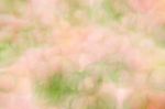 Blurred Pink Floral Field Background. Blurred Nature Background Stock Photo