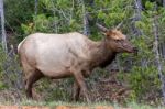 Elk Or Wapiti (cervus Canadensis) Stock Photo