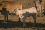 Baby Cows In The Countryside Stock Photo