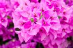 
Bougainvillea Stock Photo