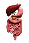 Human Digestive System    Stock Photo