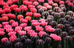 Colorful Cactus Background Stock Photo