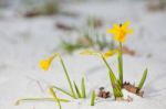 Daffodil Blooming Through The Snow Stock Photo