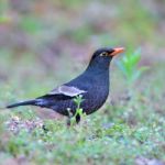 Grey-winged Blackbird Stock Photo