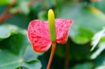 Red Yellow Flamingo Flower In Garden Stock Photo