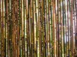 Trees And Lighting Behide The Bamboo Patition Stock Photo