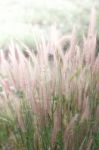 Field Of Grass During Sunset Stock Photo