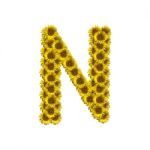 Isolated Sunflower Alphabet N Stock Photo