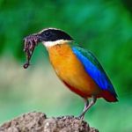 Blue-winged Pitta Stock Photo