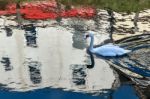 Mute Swan Swimming Along The Old River Nene Stock Photo