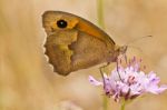 Small Heath (coenonympha Pamphilus) Stock Photo