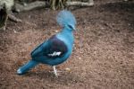 Southern Crowned Pigeon (goura Scheepmakeri Sclateri At The Biop Stock Photo