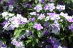 Closeup Of Brunfelsia Uniflora Flower Stock Photo