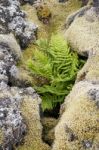 Recovering Lava Fields Stock Photo