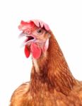 Head Of Chicken Hen Shock And Funny Surprising Isolated White Background Stock Photo