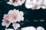 Cherry Blossom With Soft Focus, Sakura Season Background Stock Photo