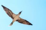 Blue-footed Boobie. Galapagos, Ecuador Stock Photo