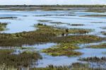 Beautiful Marshlands Stock Photo