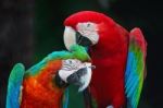 Greenwinged Macaw And Harlequin Macaw Stock Photo