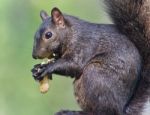 Image Of A Funny Black Squirrel Eating Nuts Stock Photo