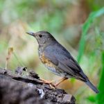 Female Japanese Thrush Stock Photo