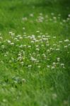 Your Garden Stock Photo