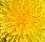 Dandelion Stock Photo