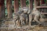 Baby Elephants Stock Photo