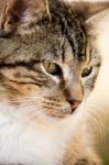 Domestic Cat Stock Photo