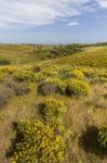 Algarve Countryside Hills With Yellow Bushes In Spring Stock Photo