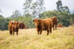 Country Cows Stock Photo