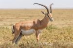 Impala Antelope In Africa Stock Photo