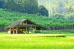 Farmer's Cottage Located In The Middle Of The Field Stock Photo