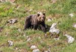 Brown Bear In Asturian Lands Stock Photo