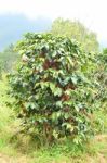 Fresh Coffee Bean On Tree Stock Photo