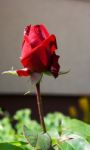 Red Rose Bud In The Garden Stock Photo