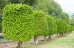 Green Plant Isolated Stock Photo